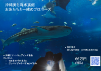 沖縄美ら海水族館でお魚さんと一緒のプロポーズ申込み